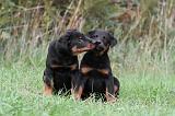 BEAUCERON - PUPPIES 169